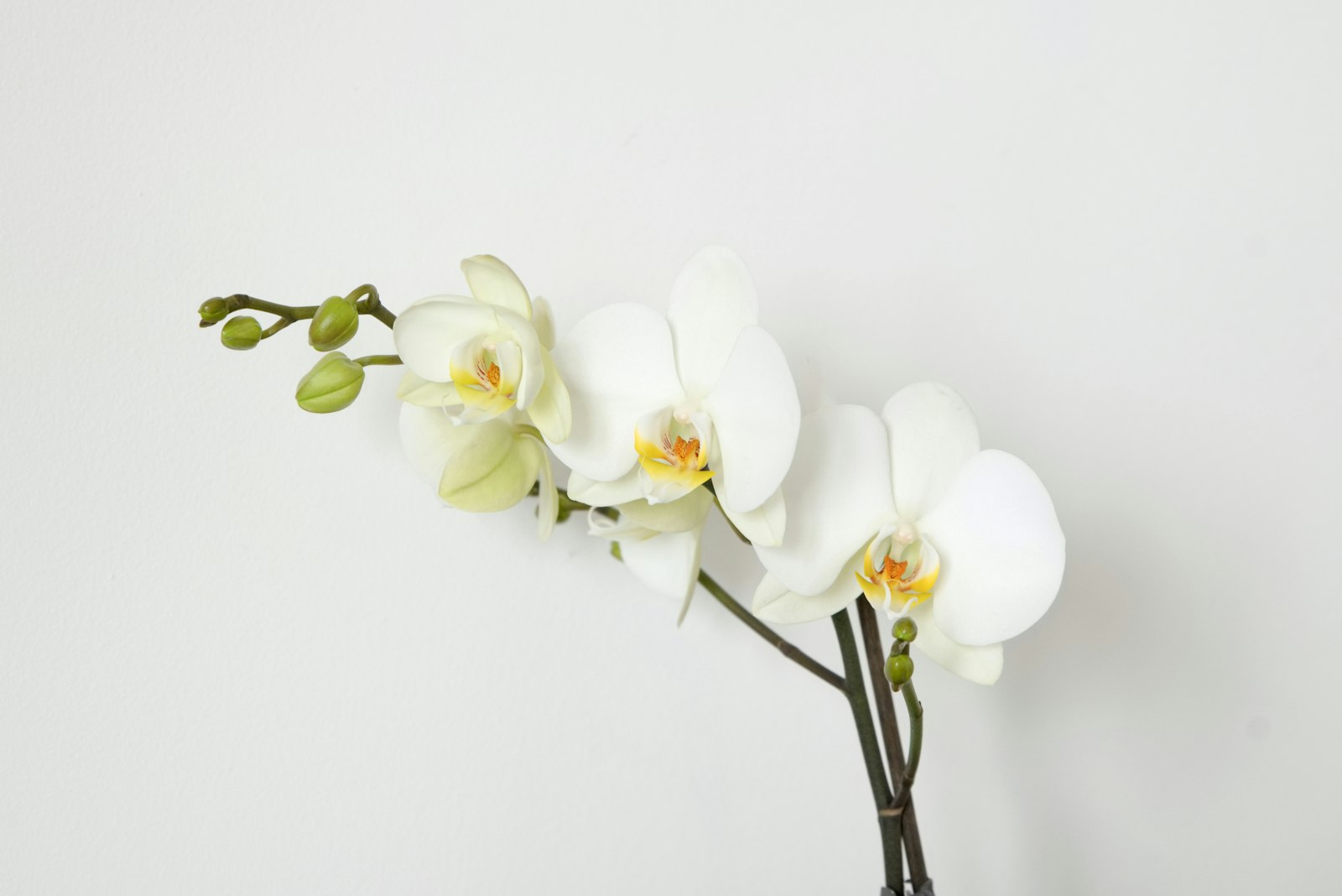 会社に、毎月の花を
